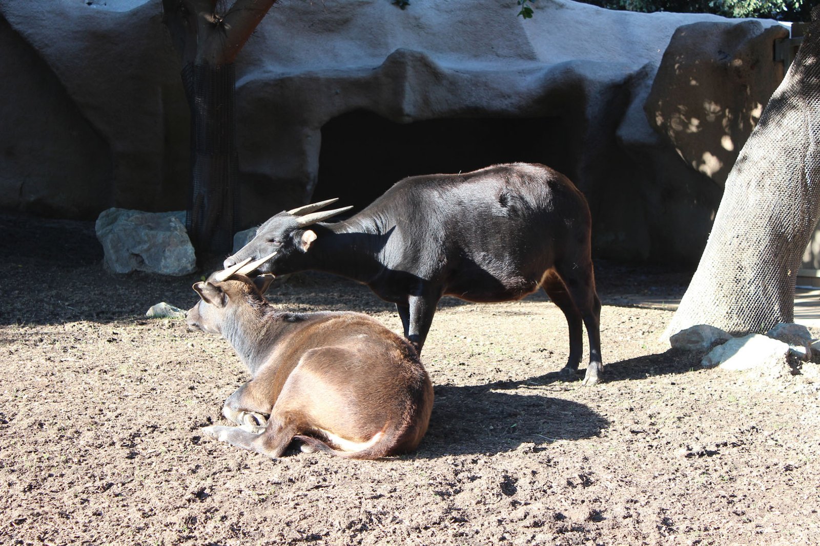 San Diego Zoo Part II 104
